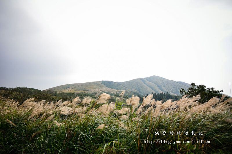 【台北景點】陽明山國家公園。擎天崗秋芒浪漫季~曬牛踏青玩耍趣