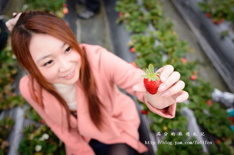 台北內湖景點|內湖採草莓趣.白石湖草莓園&莓圃休閒農園 ~草莓季開始囉!!!