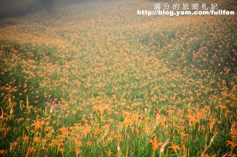 花蓮赤科山金針花》花蓮金針花海~赤科山/汪家古厝/千噸石龜~季節限定的美景!