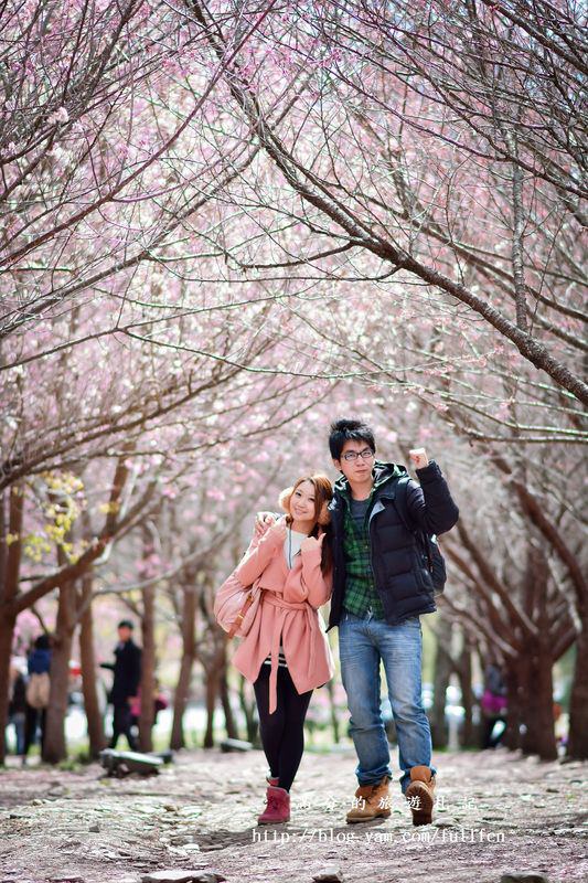 台中和平景點》武陵農場櫻花季 2018/1/19櫻花預售票開賣 季節限定的美景 農場下起浪漫櫻花雨 每年必訪的櫻花勝地!