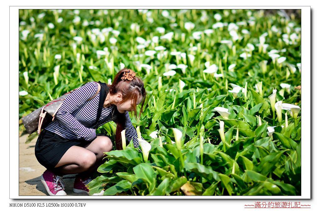 【台北。北投景點】陽明山竹子湖海芋季 / 陽明山花季 ~ 台北最美的後花園。戀戀花芋季