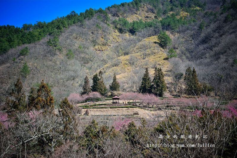 台中和平景點》武陵農場櫻花季 2018/1/19櫻花預售票開賣 季節限定的美景 農場下起浪漫櫻花雨 每年必訪的櫻花勝地!