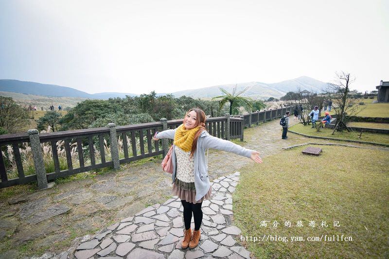 【台北景點】陽明山國家公園。擎天崗秋芒浪漫季~曬牛踏青玩耍趣